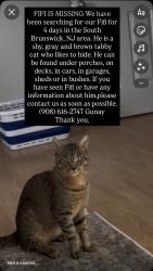 Lost Male Cat last seen Royal Oaks apmts, South Brunswick Township, NJ 08852