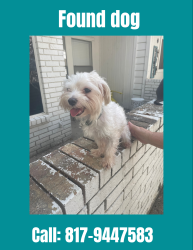 Found/Stray Male Dog last seen Overton ridge, Fort Worth, TX 76132