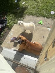Lost Female Dog last seen N drexel ave, Indianapolis, IN 46218