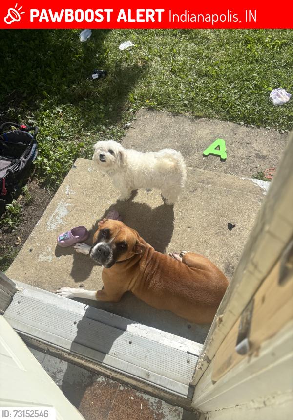Lost Female Dog last seen N drexel ave, Indianapolis, IN 46218