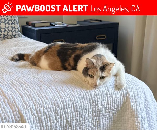 Lost Female Cat last seen patricia and blythe, Los Angeles, CA 90064