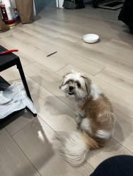 Found/Stray Unknown Dog last seen Hartman St by the church, Richmond, VA 23223