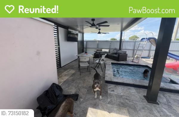 Reunited Female Dog last seen Hard rock Stadium, Lot, 30 exit, Miami Gardens, FL 33055