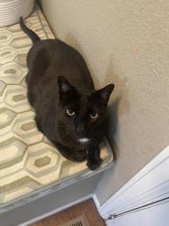 Lost Male Cat last seen Summerfields and Rock River Road, Timnath, CO 80547