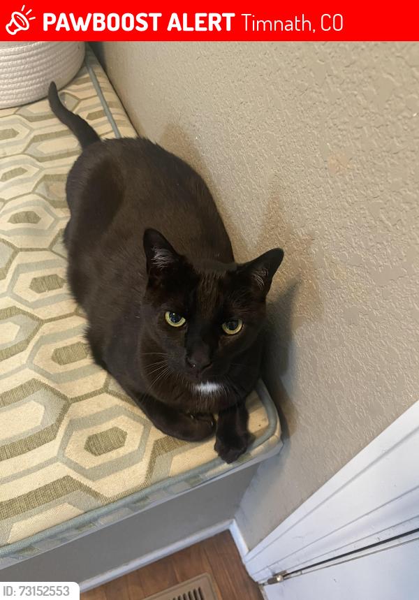 Lost Male Cat last seen Summerfields and Rock River Road, Timnath, CO 80547