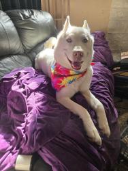 Reunited Female Dog last seen Blanding, Jacksonville, FL 32210