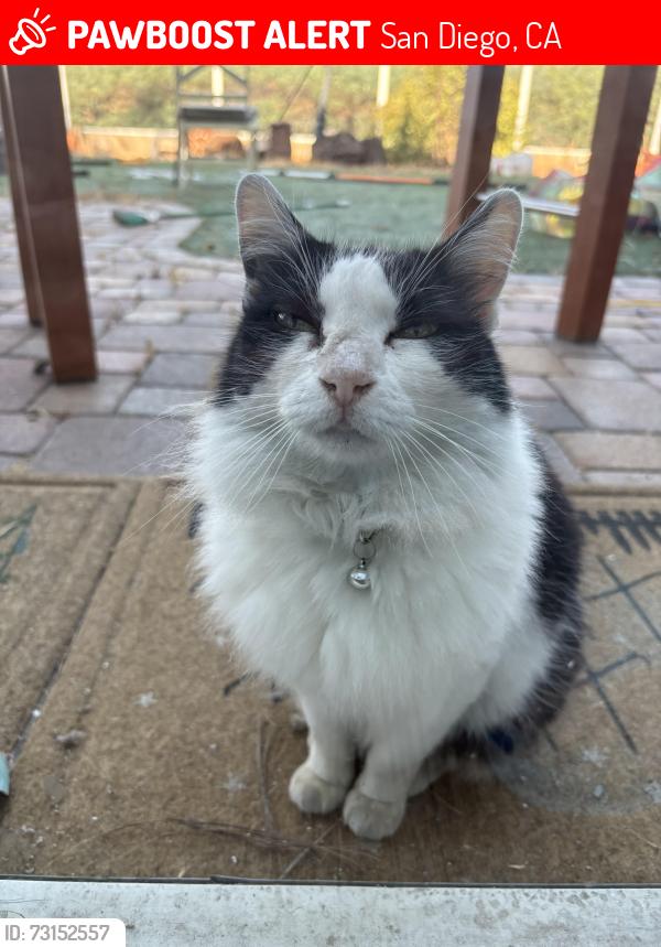 Lost Female Cat last seen Hawkin and Old Otay Mesa Road, San Diego, CA 92154