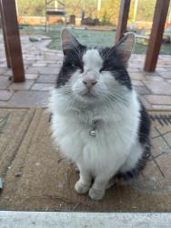 Lost Female Cat last seen Hawkin and Old Otay Mesa Road, San Diego, CA 92154