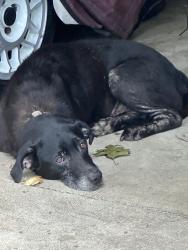 Found/Stray Male Dog last seen Springhill Rd SE Cleveland tn, Cleveland, TN 37312