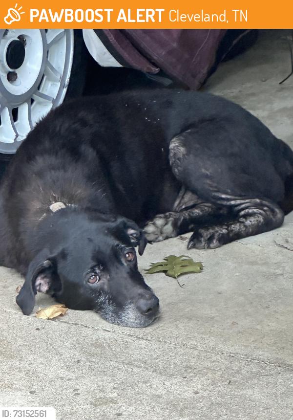 Found/Stray Male Dog last seen Springhill Rd SE Cleveland tn, Cleveland, TN 37312