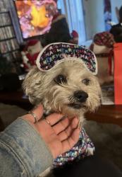 Reunited Male Dog last seen Newport & Calle Tomas, Menifee, CA 92586
