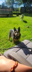 Reunited Female Dog last seen Auburn st bridge/sinnissippi gardens, Rockford, IL 61104