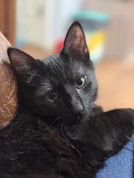 Lost Female Cat last seen 119th and Ridgeview, Olathe, KS 66061