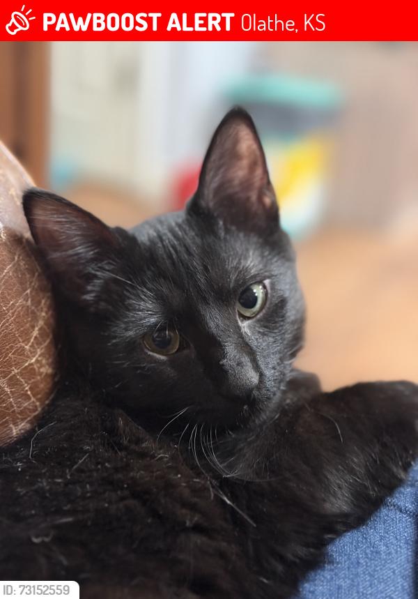 Lost Female Cat last seen 119th and Ridgeview, Olathe, KS 66061