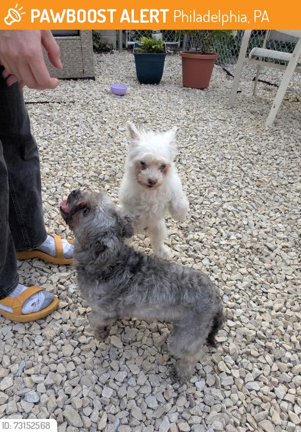 Found/Stray Unknown Dog last seen Behind broad and Carlisle on 1300 block, Philadelphia, PA 19146