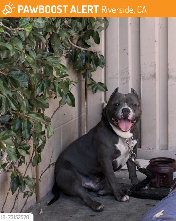 Found/Stray Male Dog last seen In the alley behide McDonald, Riverside, CA 92507