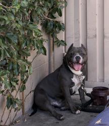 Found/Stray Male Dog last seen In the alley behide McDonald, Riverside, CA 92507