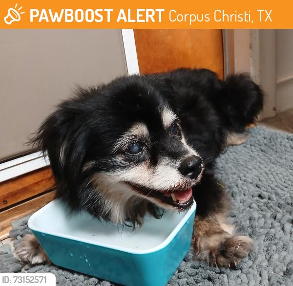 Found/Stray Female Dog last seen Airline and Gollihar, Corpus Christi, TX 78412