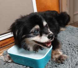 Found/Stray Female Dog last seen Airline and Gollihar, Corpus Christi, TX 78412