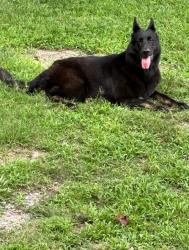 Lost Female Dog last seen Hull Street Rd and Skinquarter, Chesterfield County, VA 23120
