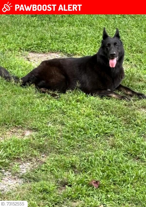Lost Female Dog last seen Hull Street Rd and Skinquarter, Chesterfield County, VA 23120