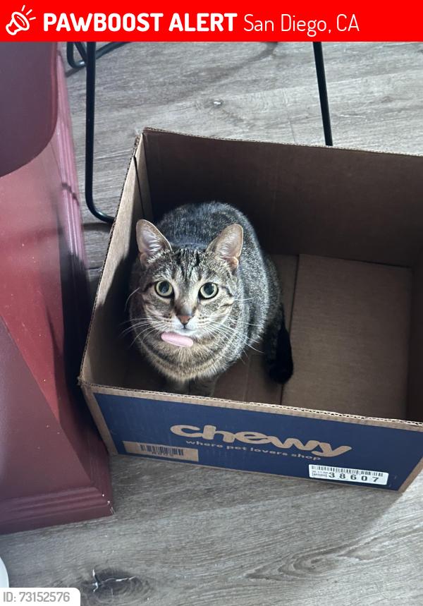 Lost Female Cat last seen W Quince St, San Diego, CA 92103
