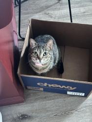 Lost Female Cat last seen W Quince St, San Diego, CA 92103