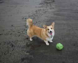 Lost Female Dog last seen Between Cemetery and Essex Ave Route 133, Gloucester, MA 01930