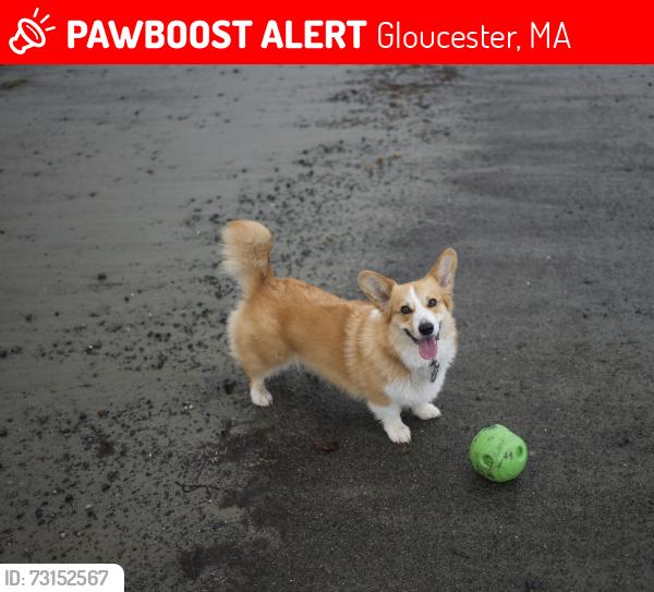 Lost Female Dog last seen Between Cemetery and Essex Ave Route 133, Gloucester, MA 01930