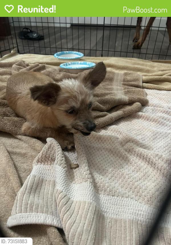 Reunited Male Dog last seen Clayton/Deer Springs, North Las Vegas, NV 89084