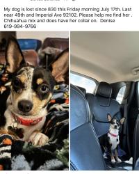 Lost Female Dog last seen Imperial and 49th, San Diego, CA 92113