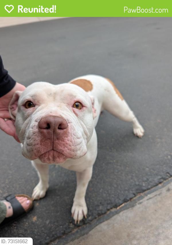 Reunited Female Dog last seen Daravante Community, Phoenix, AZ 85043