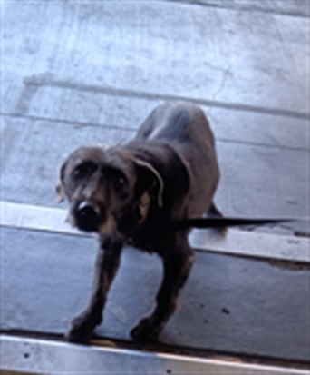 Shelter Stray Female Dog last seen , 1850 W 60th St, Los Angeles, CA 90047, USA