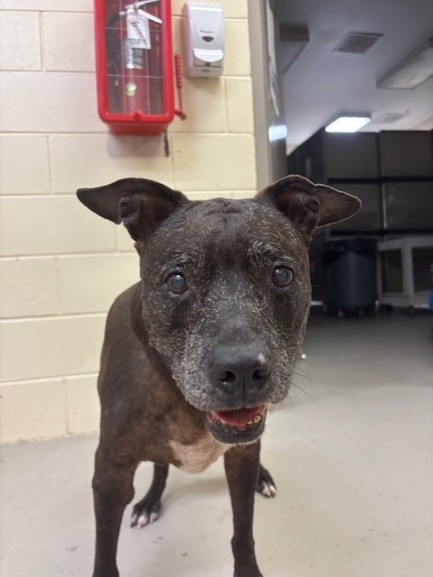 Shelter Stray Female Dog last seen , 232 Eslinger Way, Sanford, FL 32773, USA