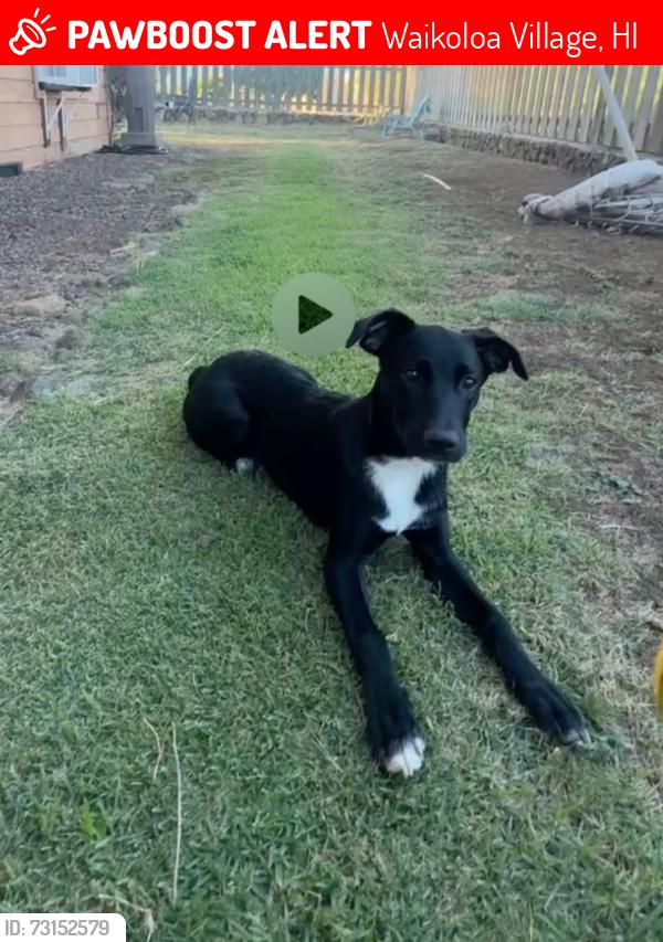 Lost Female Dog last seen 68-1878 Malina Place, Waikoloa Village, HI 96738