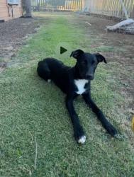 Lost Female Dog last seen 68-1878 Malina Place, Waikoloa Village, HI 96738