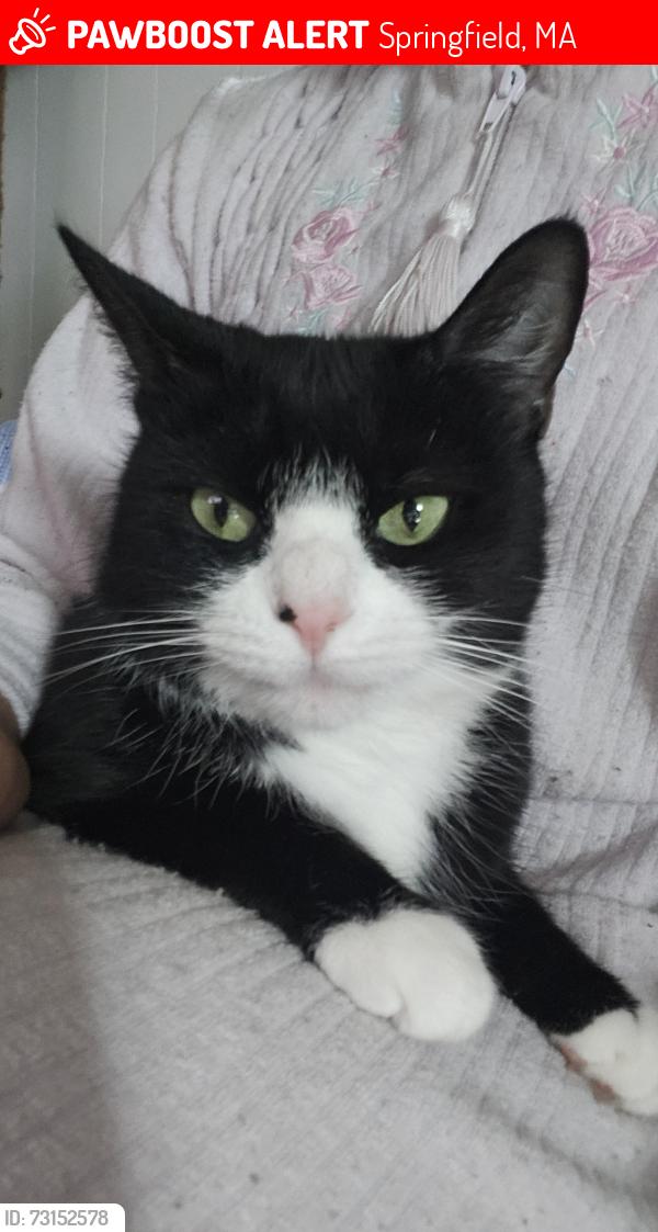 Lost Female Cat last seen At liberty school off carew st, Springfield, MA 01104