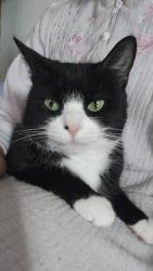 Lost Female Cat last seen At liberty school off carew st, Springfield, MA 01104