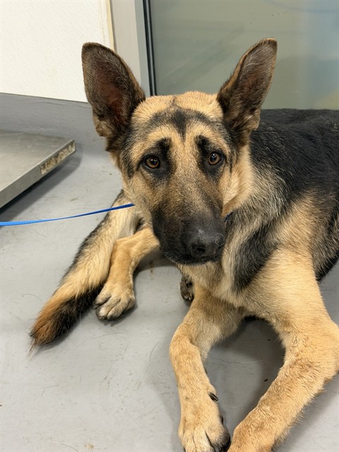Shelter Stray Female Dog last seen ACACIA AND PALM, HEMET CITY, 581 S Grand Ave, San Jacinto, CA 92582, USA
