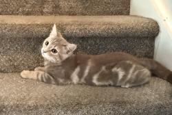 Reunited Female Cat last seen Near S Hoyt St, Lakewood, CO 80232, USA, Lakewood, CO 80232