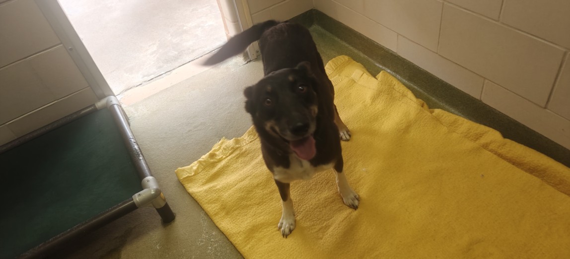 Shelter Stray Female Dog last seen SUNSET BLVD THUNDER MOUNTAIN NM 87015, 100 Caja Del Rio Rd, Santa Fe, NM 87507, USA