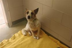 Shelter Stray Female Dog last seen SUNSET BLVD THUNDER MOUNTAIN NM 87015, 100 Caja Del Rio Rd, Santa Fe, NM 87507, USA