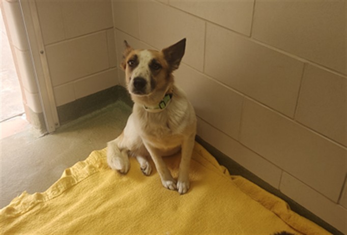 Shelter Stray Female Dog last seen SUNSET BLVD THUNDER MOUNTAIN NM 87015, 100 Caja Del Rio Rd, Santa Fe, NM 87507, USA
