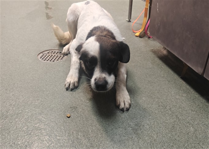 Shelter Stray Male Dog last seen SUNSET BLVD THUNDER MOUNTAIN NM 87015, 100 Caja Del Rio Rd, Santa Fe, NM 87507, USA