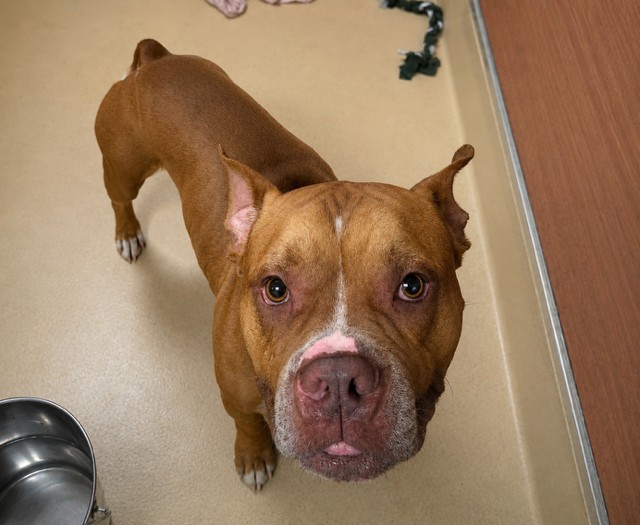 Shelter Stray Male Dog last seen Near BLOCK SW 117TH AVE, 3599 NW 79th Ave, Doral, FL 33122, USA