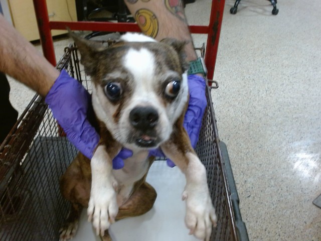 Shelter Stray Female Dog last seen Near BLOCK SW 152 AVE, 3599 NW 79th Ave, Doral, FL 33122, USA