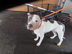 Shelter Stray Female Dog last seen A26-104581, 5501 E Van Buren St, Phoenix, AZ 85008, USA