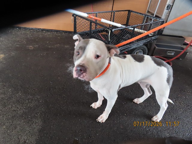 Shelter Stray Female Dog last seen A26-104581, 5501 E Van Buren St, Phoenix, AZ 85008, USA