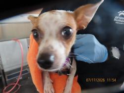 Shelter Stray Female Dog last seen A26-104581, 5501 E Van Buren St, Phoenix, AZ 85008, USA