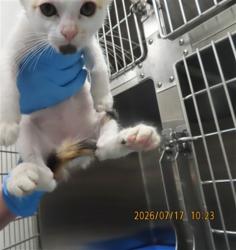 Shelter Stray Female Cat last seen A26-104581, 5501 E Van Buren St, Phoenix, AZ 85008, USA